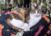 adoptable Cat in cincinnat, OH named Topaz