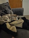 adoptable Cat in cincinnat, OH named zz "Luna" courtesy listing