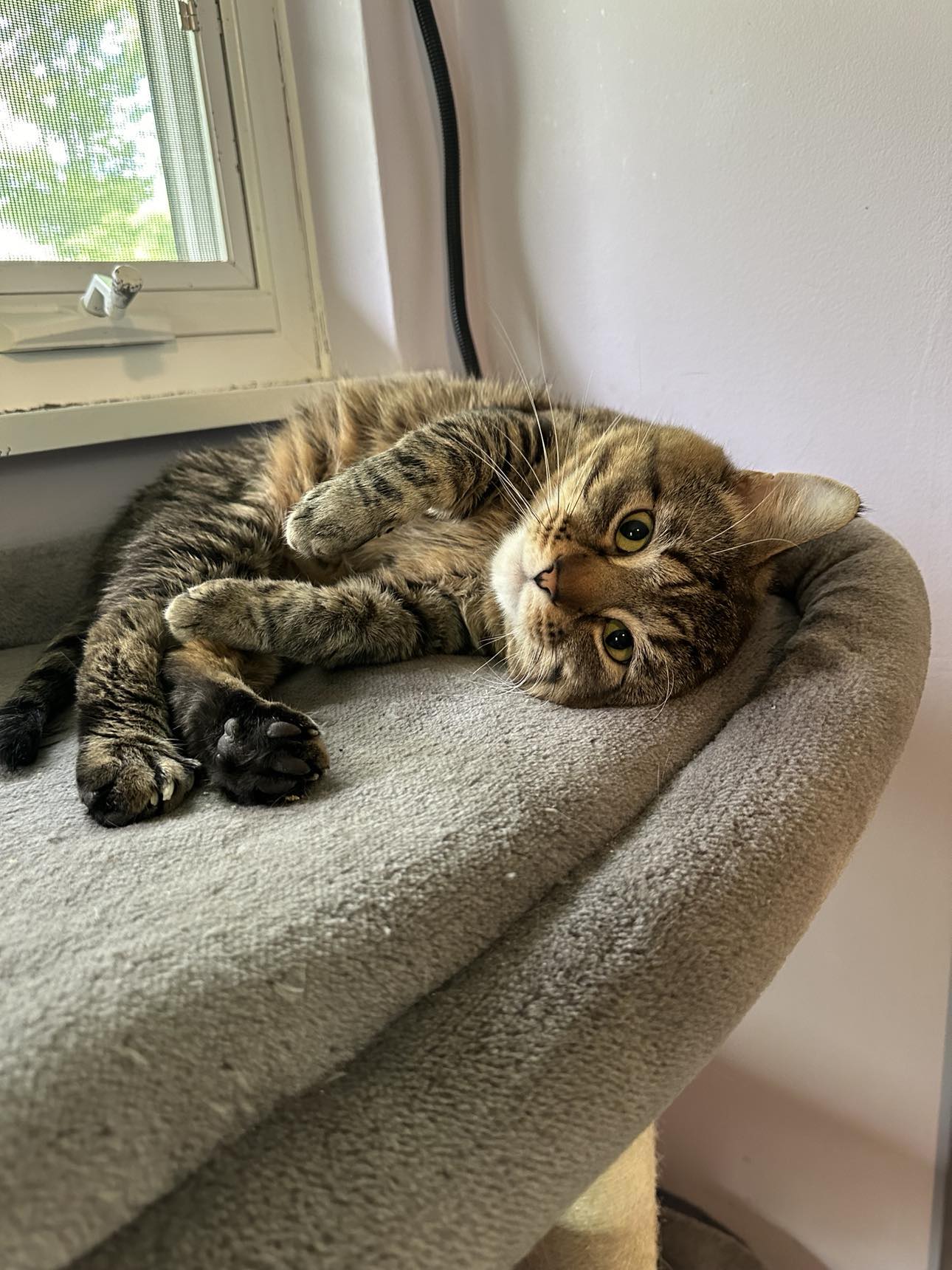 adoptable Cat in Cincinnati, OH named Budweiser