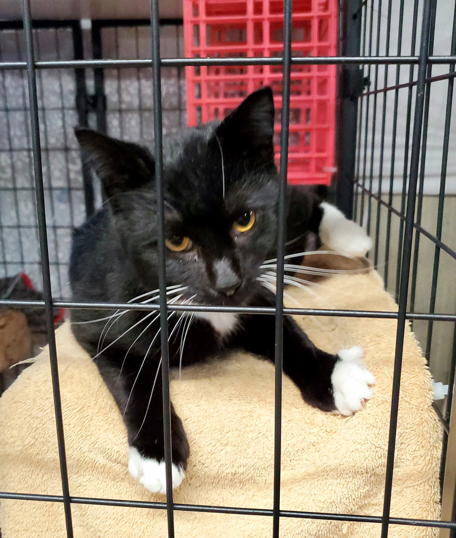 Cats for Adoption in Lebanon, Ohio Alpha Paw