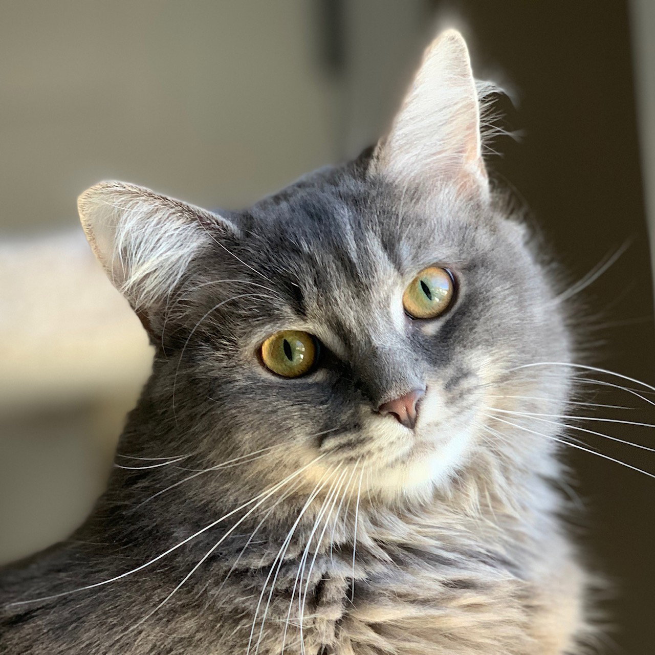 Cats for Adoption in Miamisburg, Ohio Alpha Paw