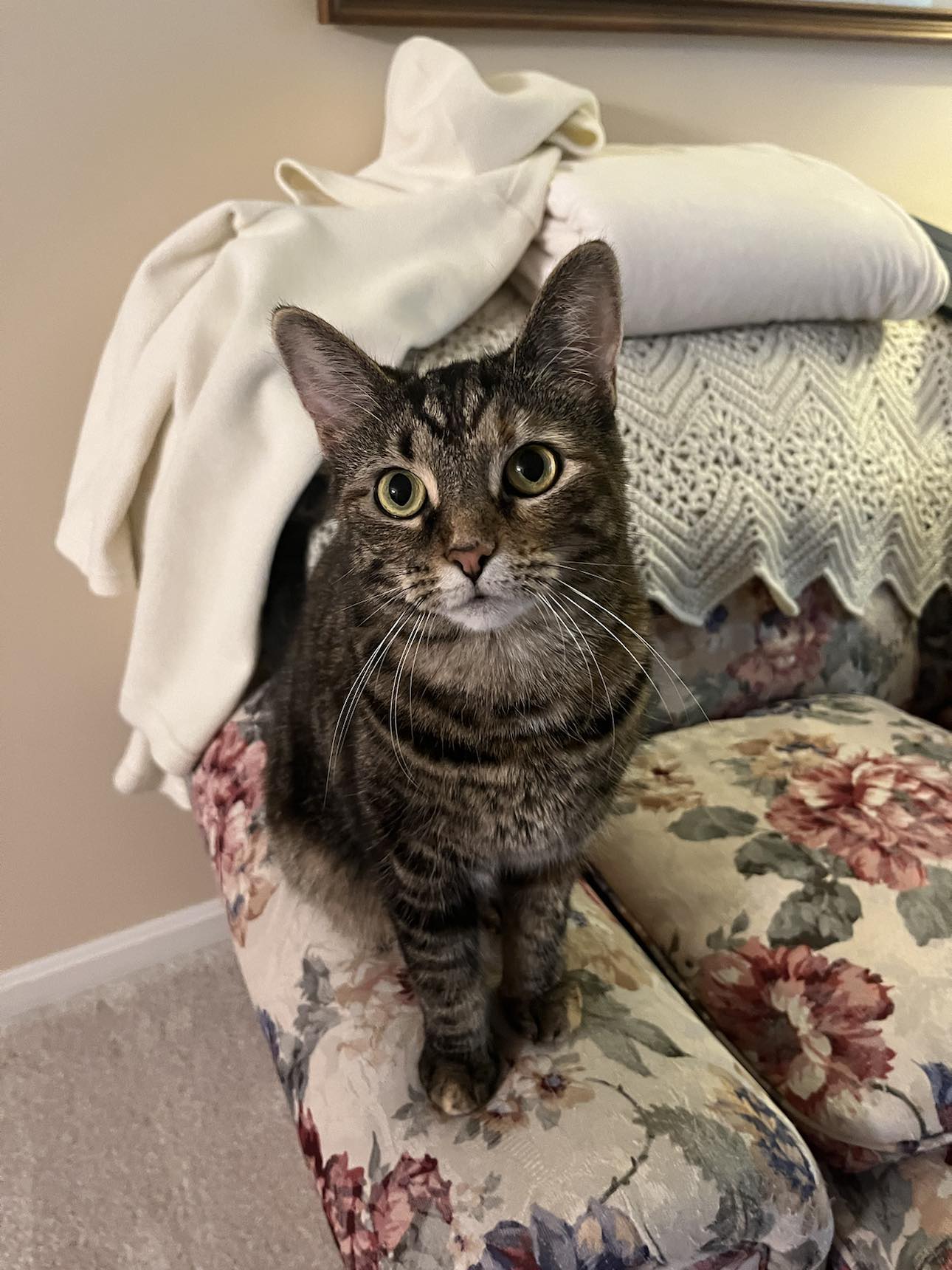 adoptable Cat in Cincinnati, OH named Sierra Nevada