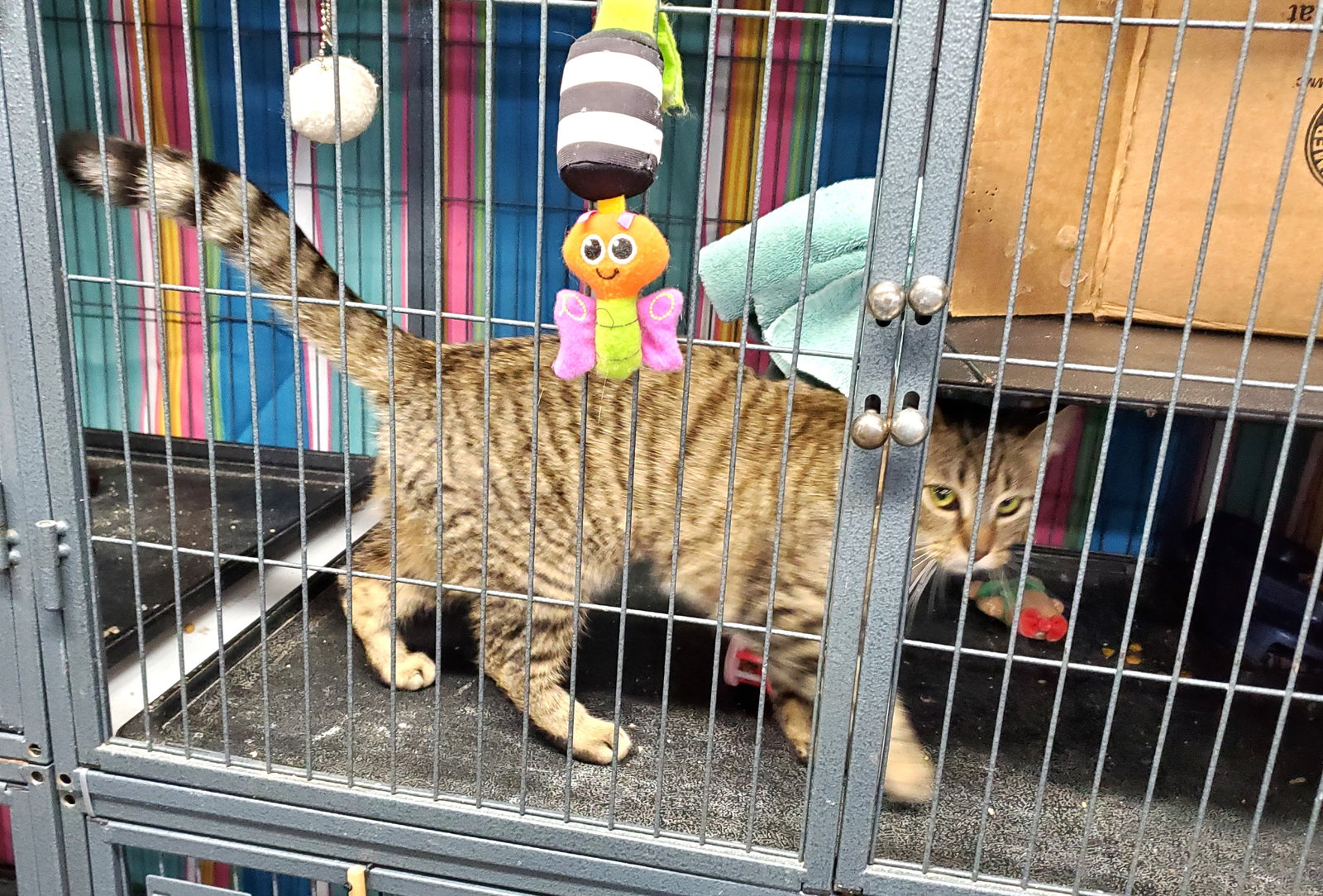 Cats for Adoption in Mount Healthy, Ohio Alpha Paw