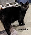 adoptable Cat in , OH named Meineke