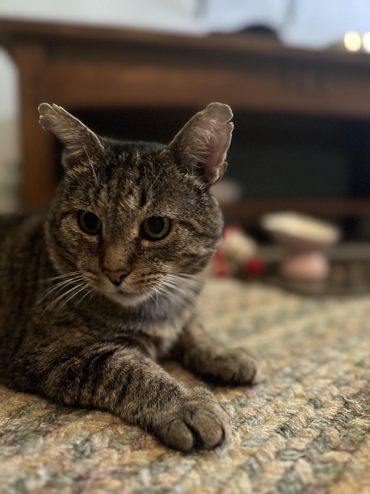 adoptable Cat in Cincinnati, OH named Hudepohl Mr Cuddle Buddy!