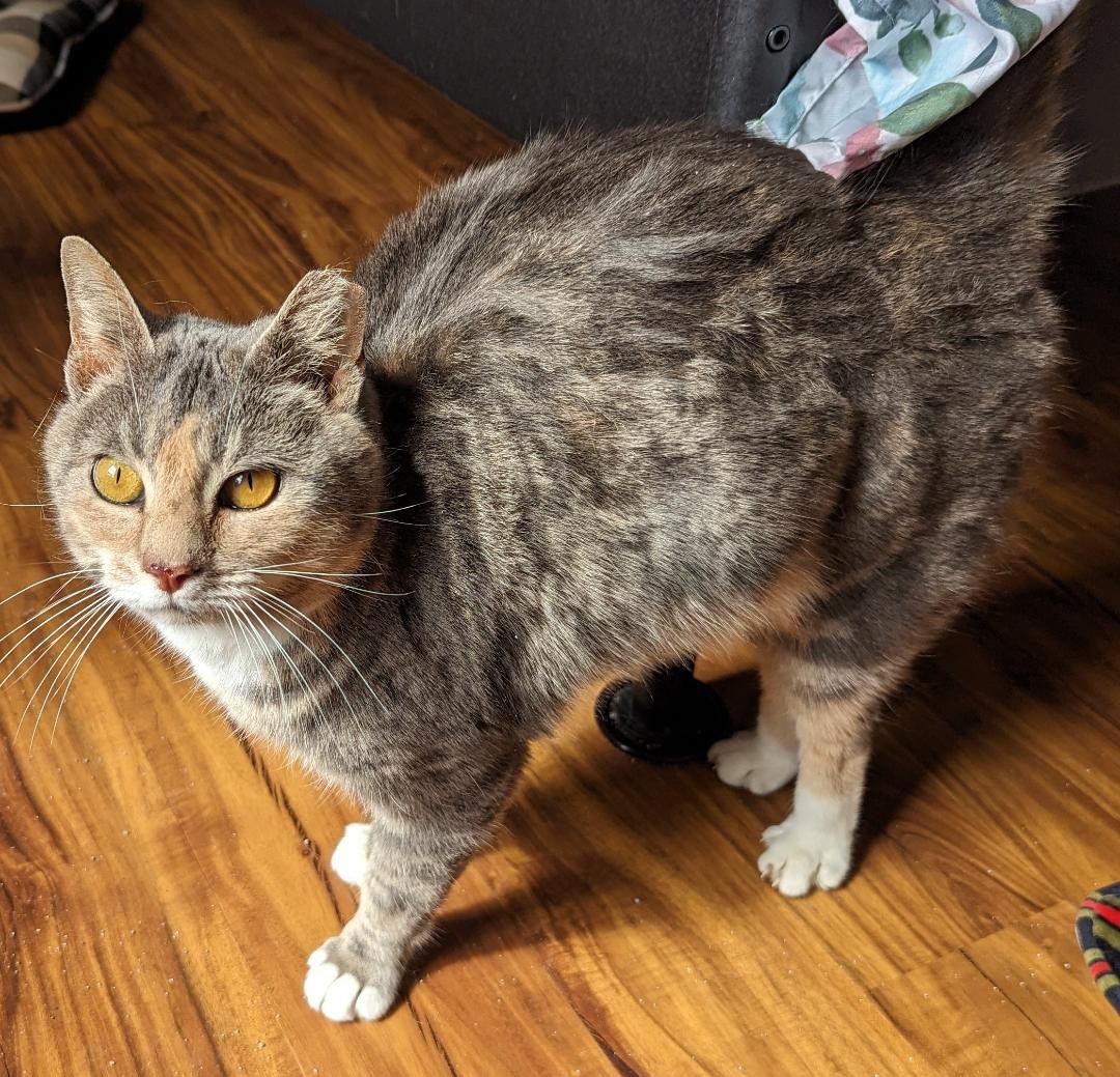 adoptable Cat in Cincinnati, OH named Misty
