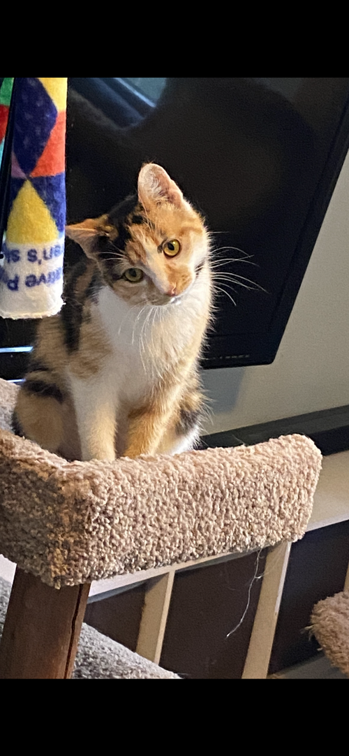 Allie, an adoptable Calico in Cincinnati, OH
