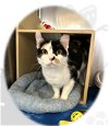 adoptable Cat in  named Shayla