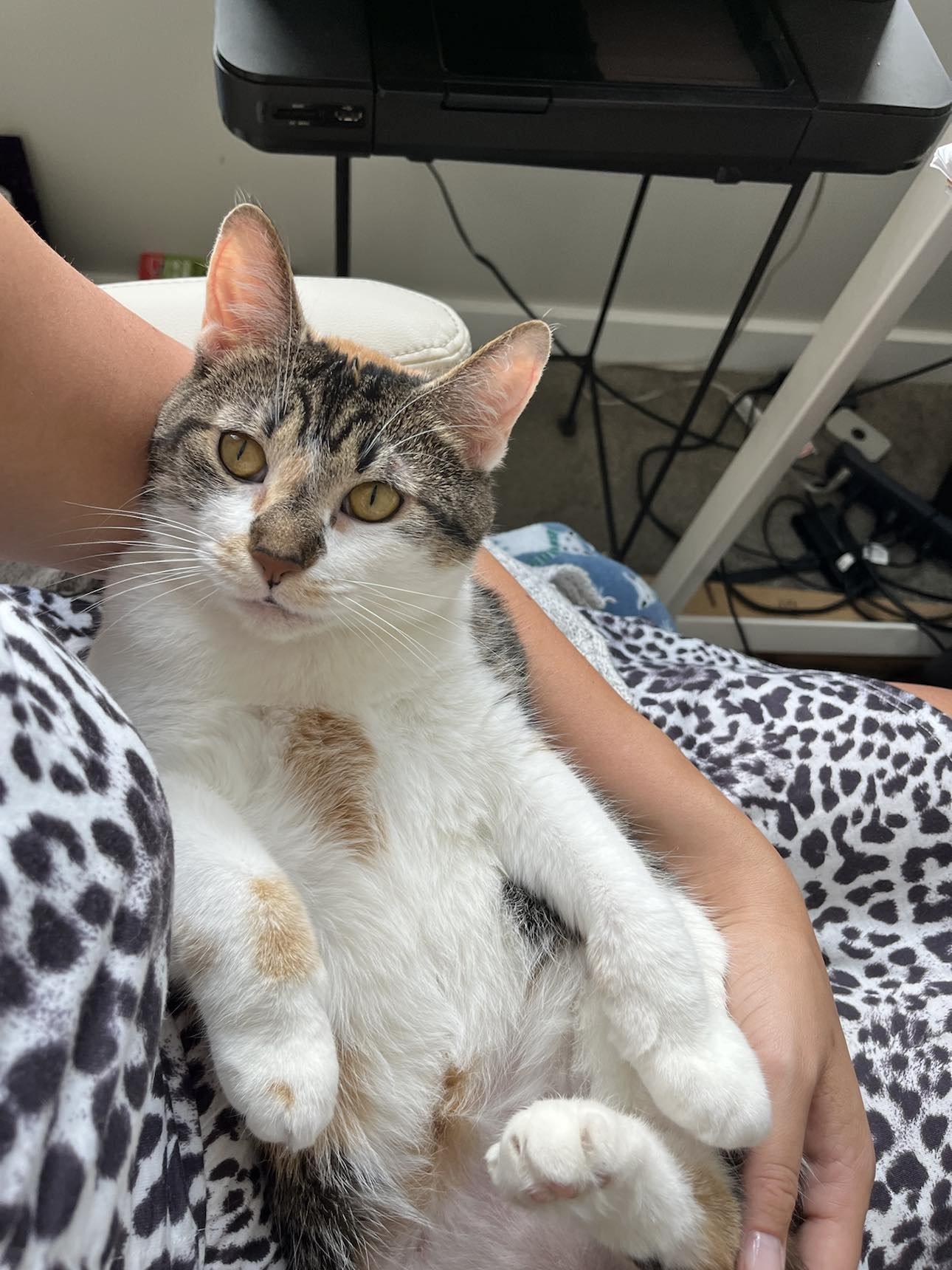 adoptable Cat in Cincinnati, OH named Jade
