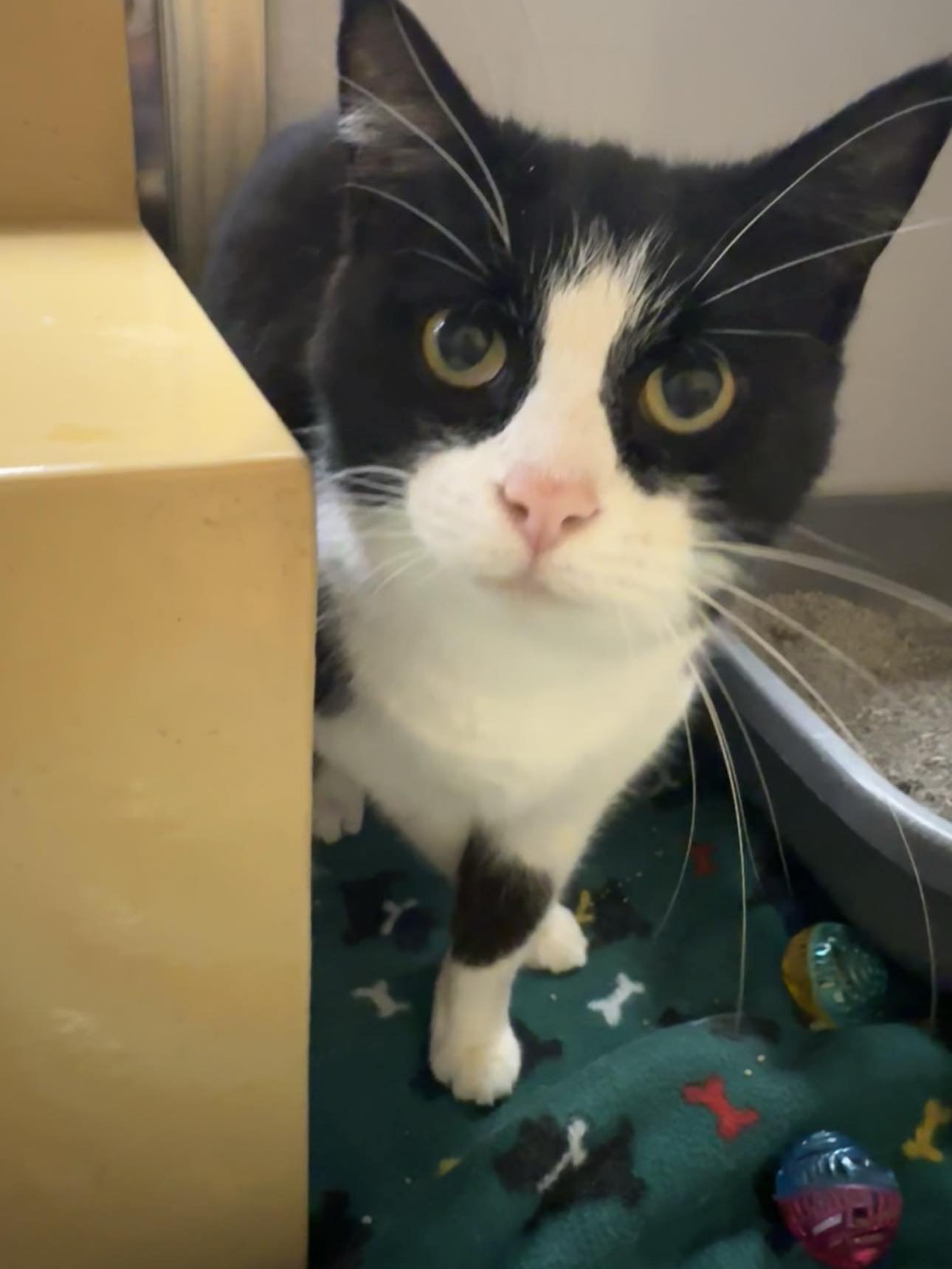adoptable Cat in Cincinnati, OH named Astrid the survivor!