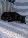 adoptable Cat in cincinnati, OH named zz "Bean" courtesy listing