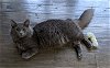 adoptable Cat in cincinnat, OH named zz "Coal" courtesy listing