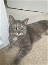 adoptable Cat in , OH named Noodles
