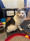 adoptable Cat in cincinnat, OH named zz "Awesome Possum" courtesy listing