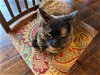 adoptable Cat in cincinnat, OH named zz "Momo" courtesy listing