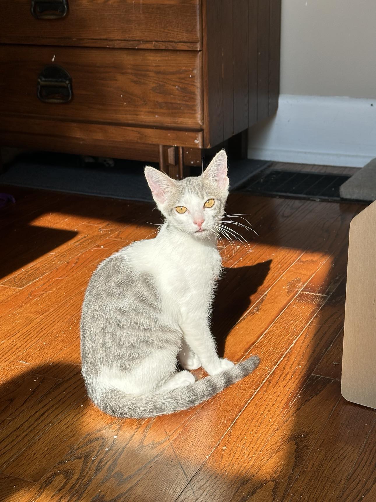 adoptable Cat in Cincinnati, OH named Abbey Road