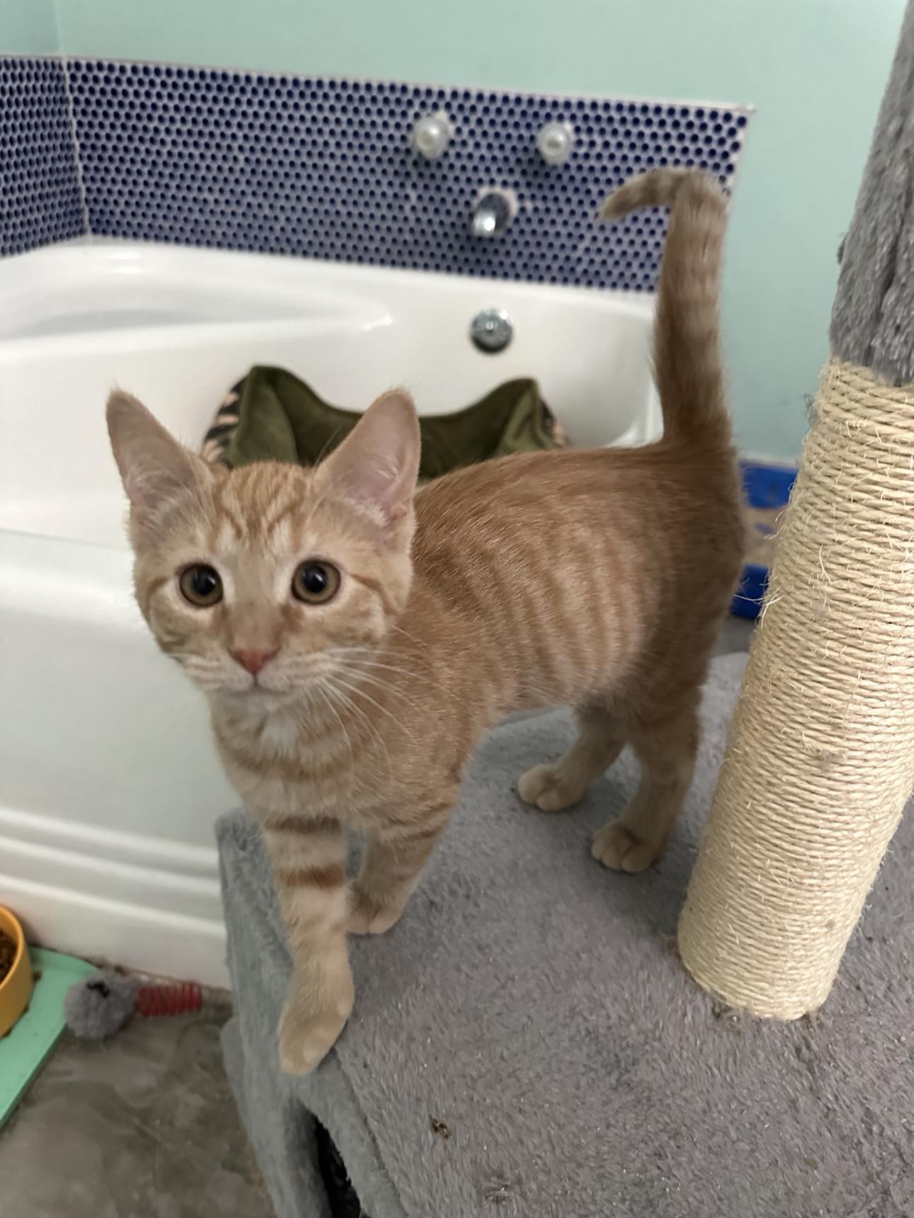 Cats for Adoption in Cincinnati, Ohio Alpha Paw