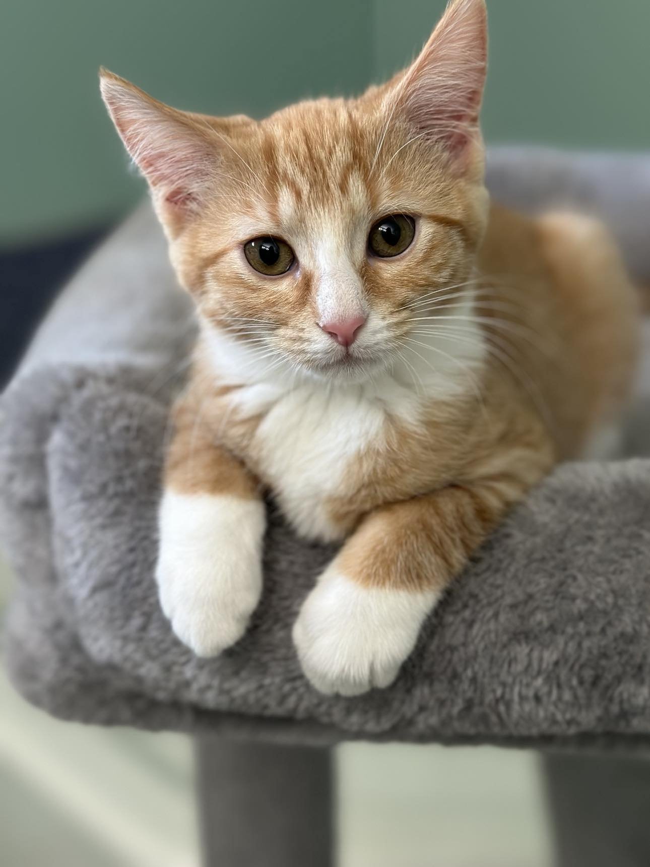 adoptable Cat in Cincinnati, OH named Elora