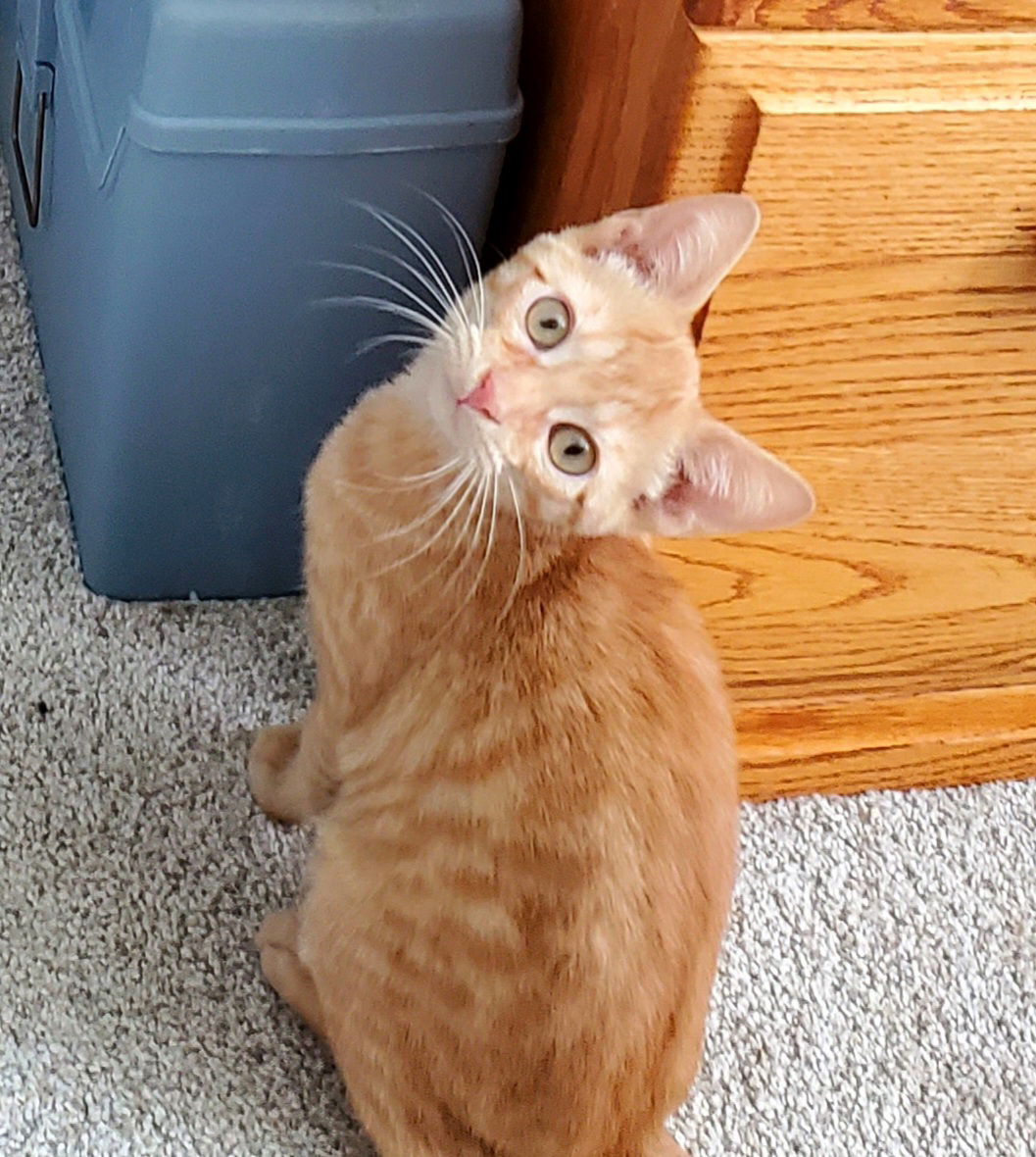 adoptable Cat in Cincinnati, OH named Cheyenne