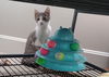 adoptable Cat in  named Comanche