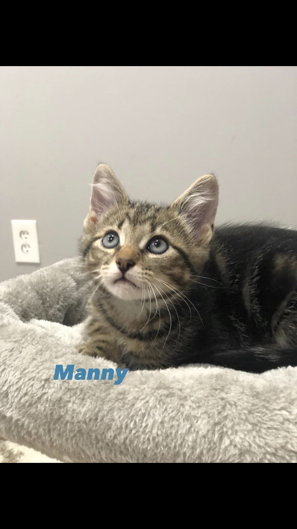 Cats for Adoption in Dayton, Ohio Alpha Paw