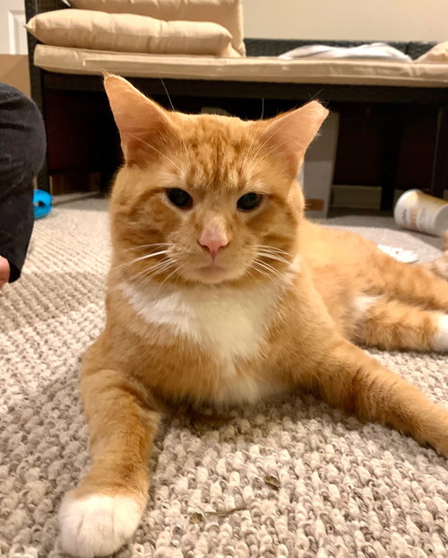 ZZ "ZIGGY" COURTESY LISTING - Tabby available for adoption
