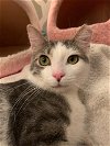 adoptable Cat in  named zz "Maggie" courtesy listing