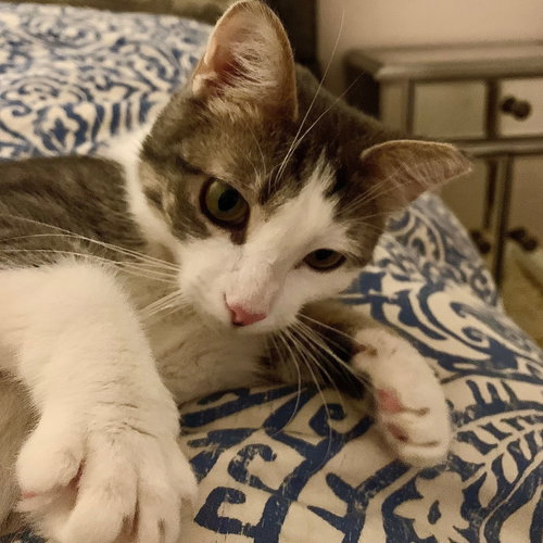 ZZ "MAGGIE" COURTESY LISTING - Domestic Short Hair / Tabby available for adoption