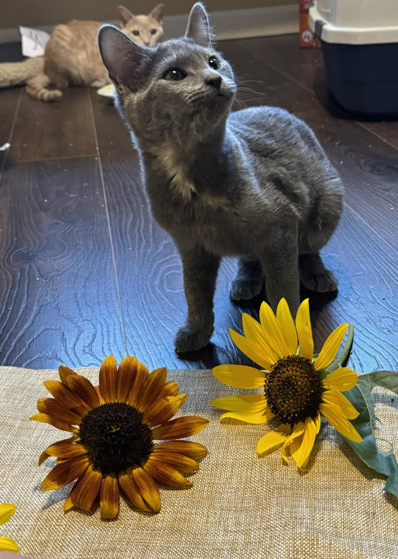 adoptable Cat in Cincinnati, OH named Mirabel