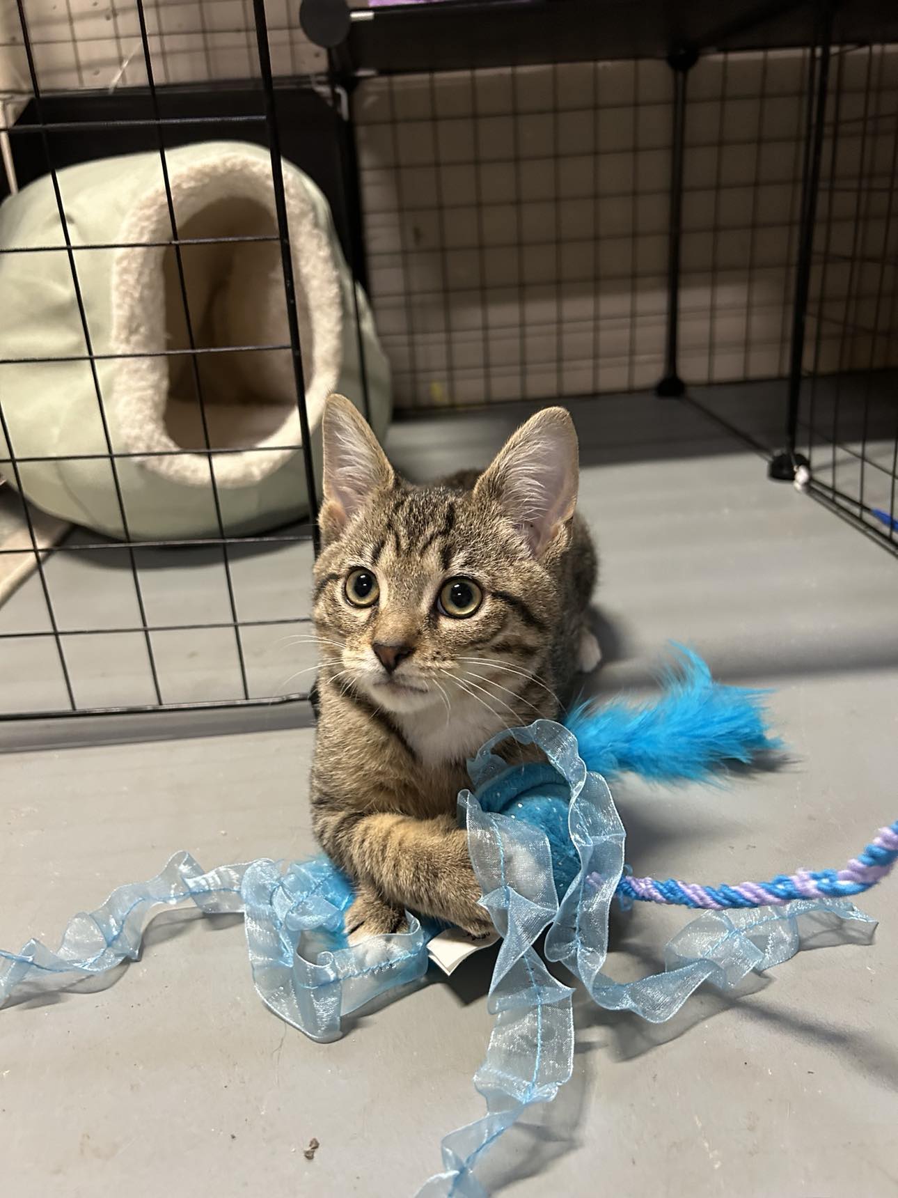 adoptable Cat in Cincinnati, OH named Finn