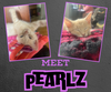 adoptable Cat in Cincinnati, OH named Pearlz