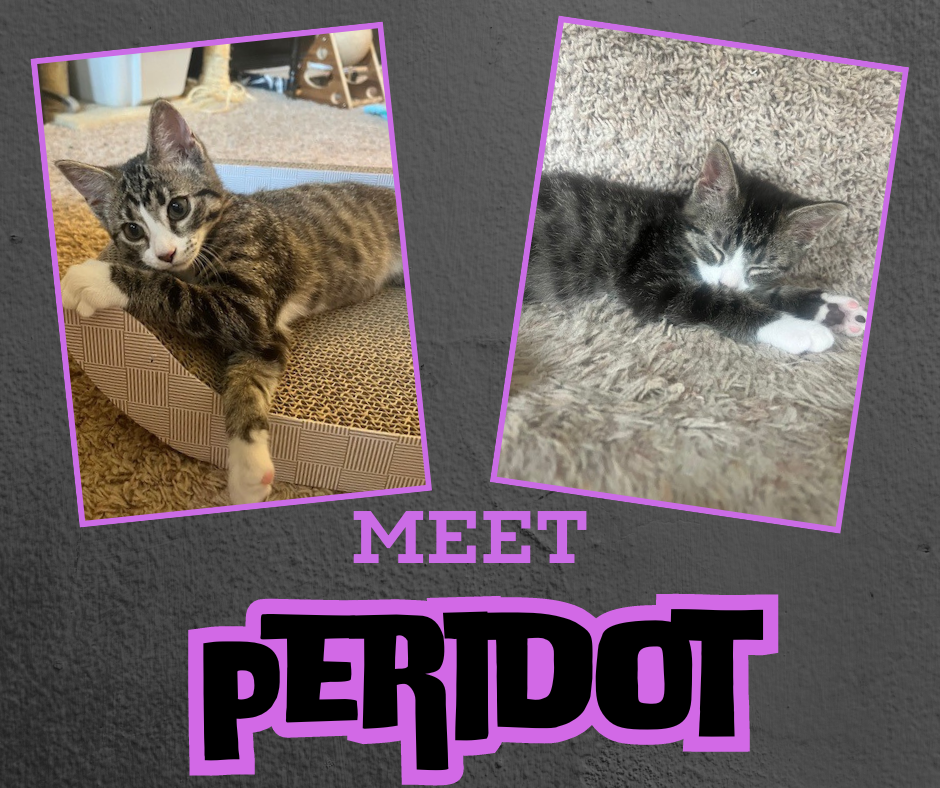 adoptable Cat in Cincinnati, OH named Peridot