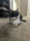 adoptable Cat in , OH named zz "Kenya" courtesy listing