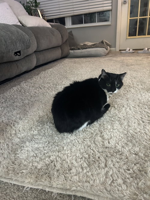 ZZ "KENYA" COURTESY LISTING - Domestic Short Hair available for adoption