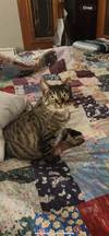 adoptable Cat in , OH named zz "Lily" courtesy listing