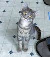 adoptable Cat in , OH named Rockette (Rocky)