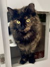 adoptable Cat in  named Ashley