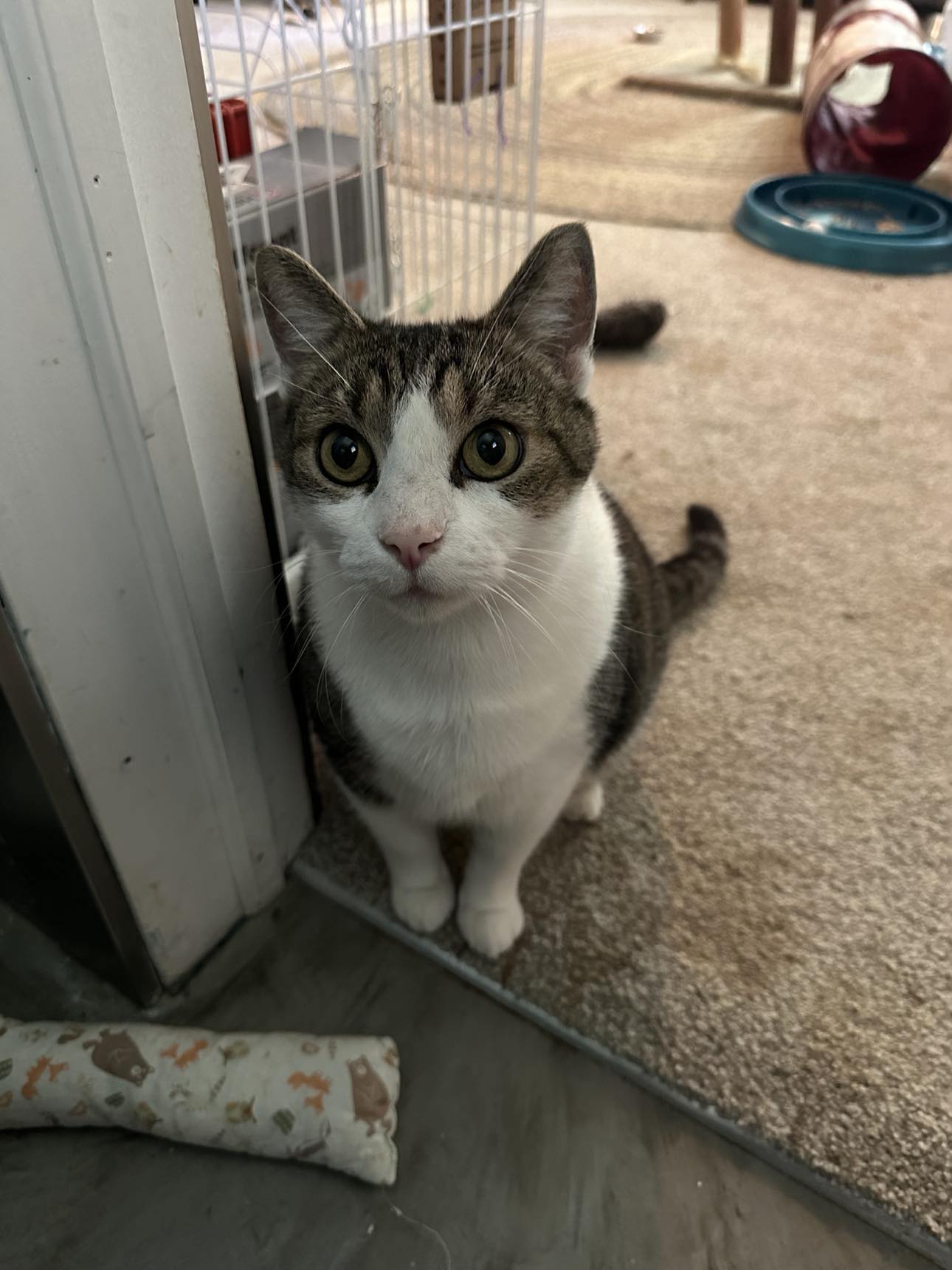 adoptable Cat in Cincinnati, OH named Marcus