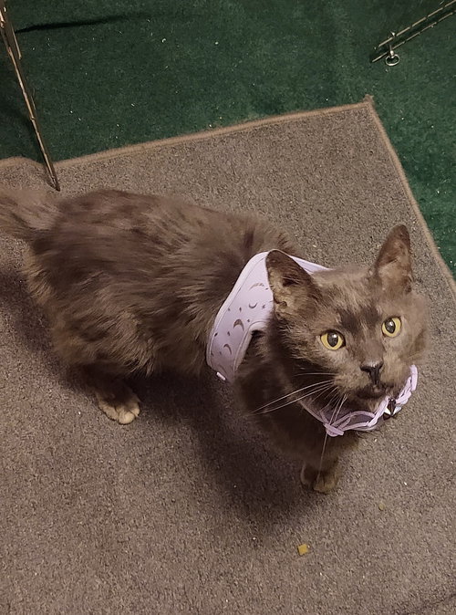 ZZ "SAMURAI" COURTESY LISTING - Russian Blue / Domestic Long Hair available for adoption