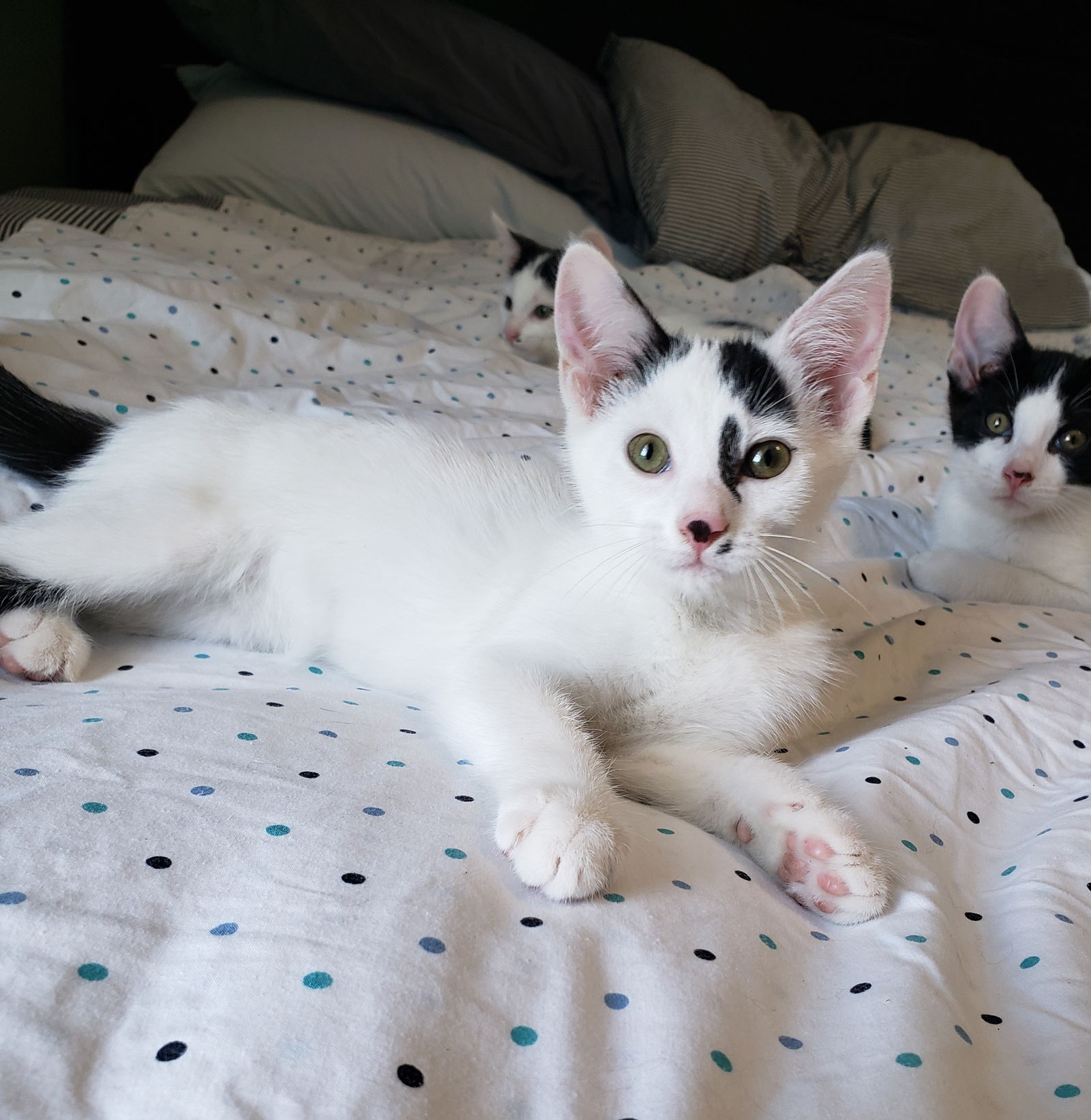 adoptable Cat in Cincinnati, OH named Fifi