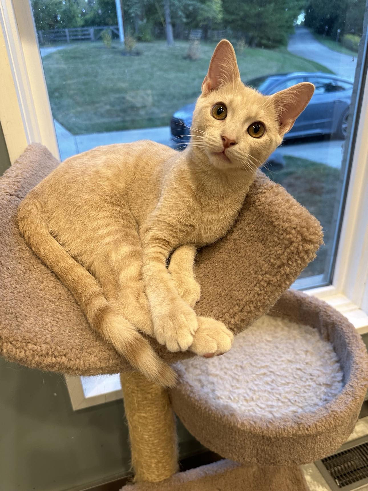 adoptable Cat in Cincinnati, OH named Maverick