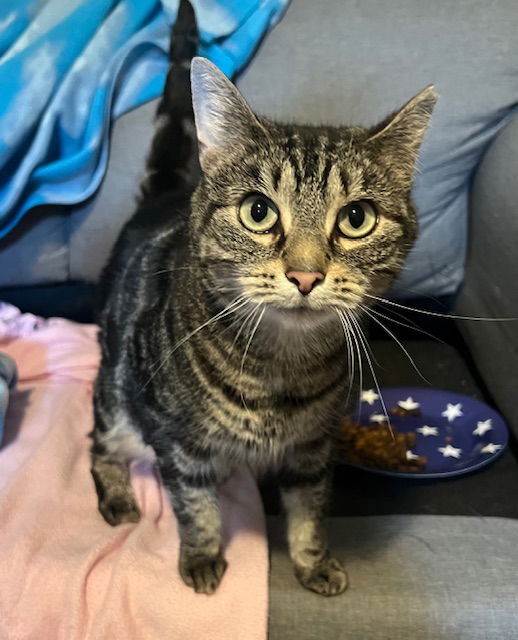 adoptable Cat in Cincinnati, OH named Tressie