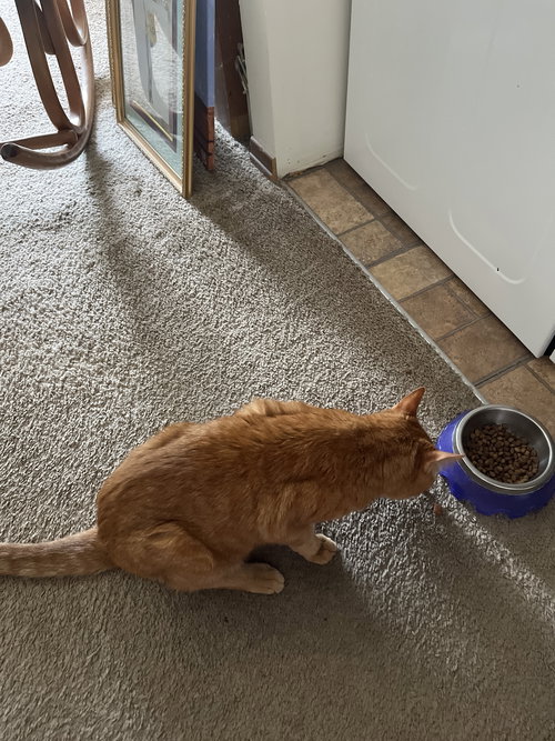 ZZ "OLIVER" URGENT COURTESY LISTING - Domestic Short Hair / Tabby available for adoption