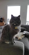 adoptable Cat in , OH named zz "Jasper" courtesy listing