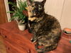 adoptable Cat in , OH named zz "Bone" courtesy listing