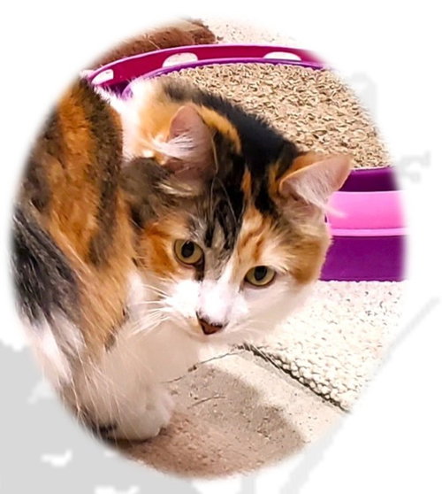 Hazel, an adoptable Domestic Medium Hair in Cincinnati, OH