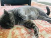 adoptable Cat in Cincinnati, OH named zz "Marvin Graye" courtesy listing