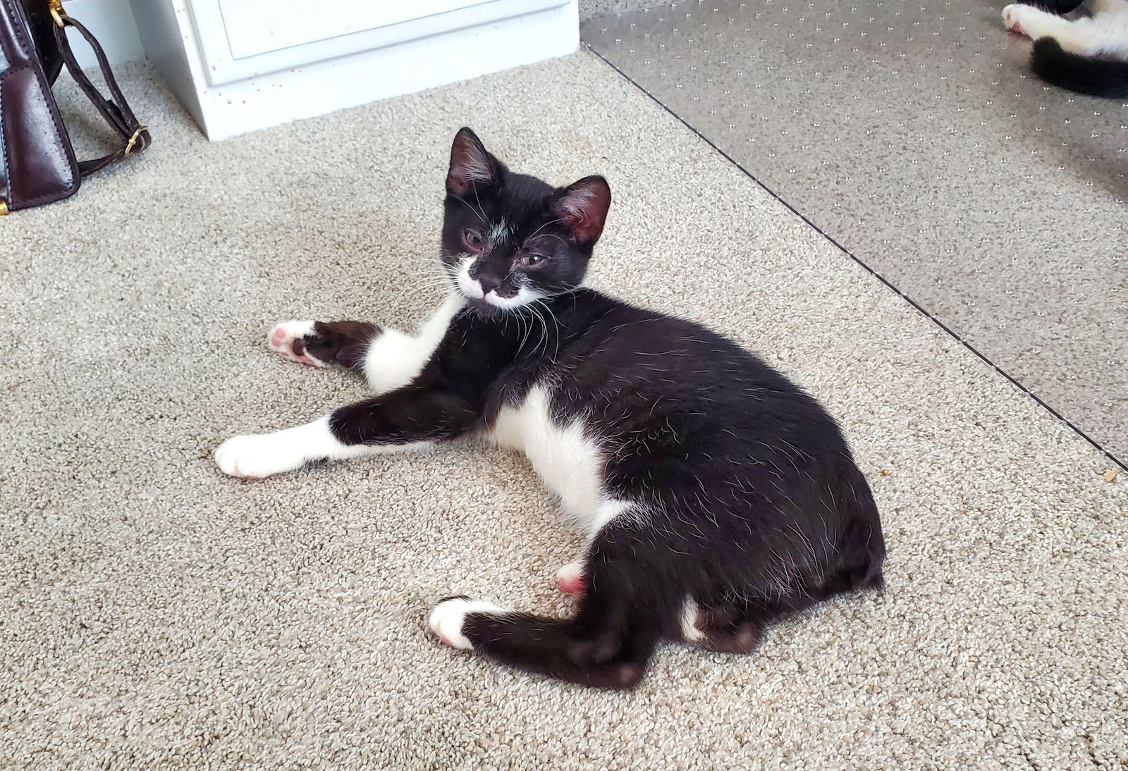 adoptable Cat in Mason, OH named Ford Fusion