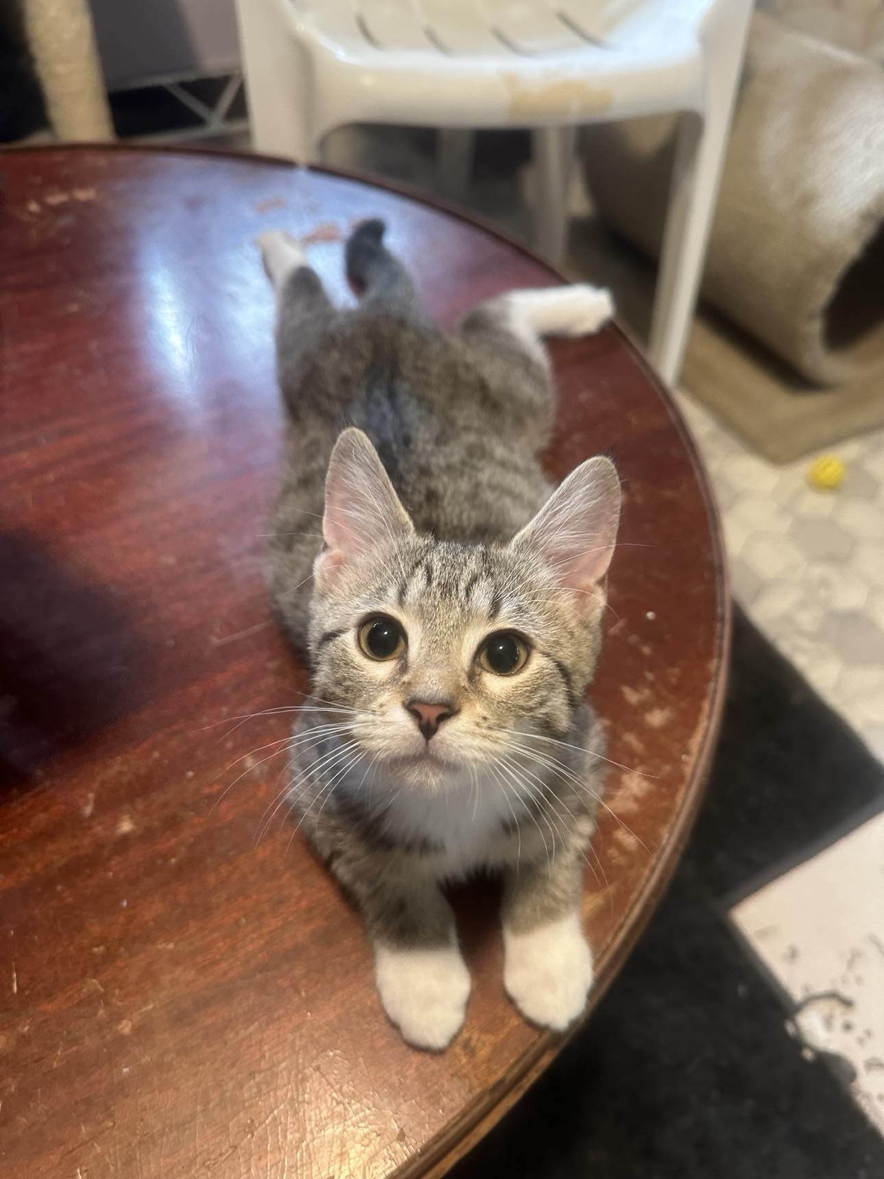 adoptable Cat in Cincinnati, OH named Jordan