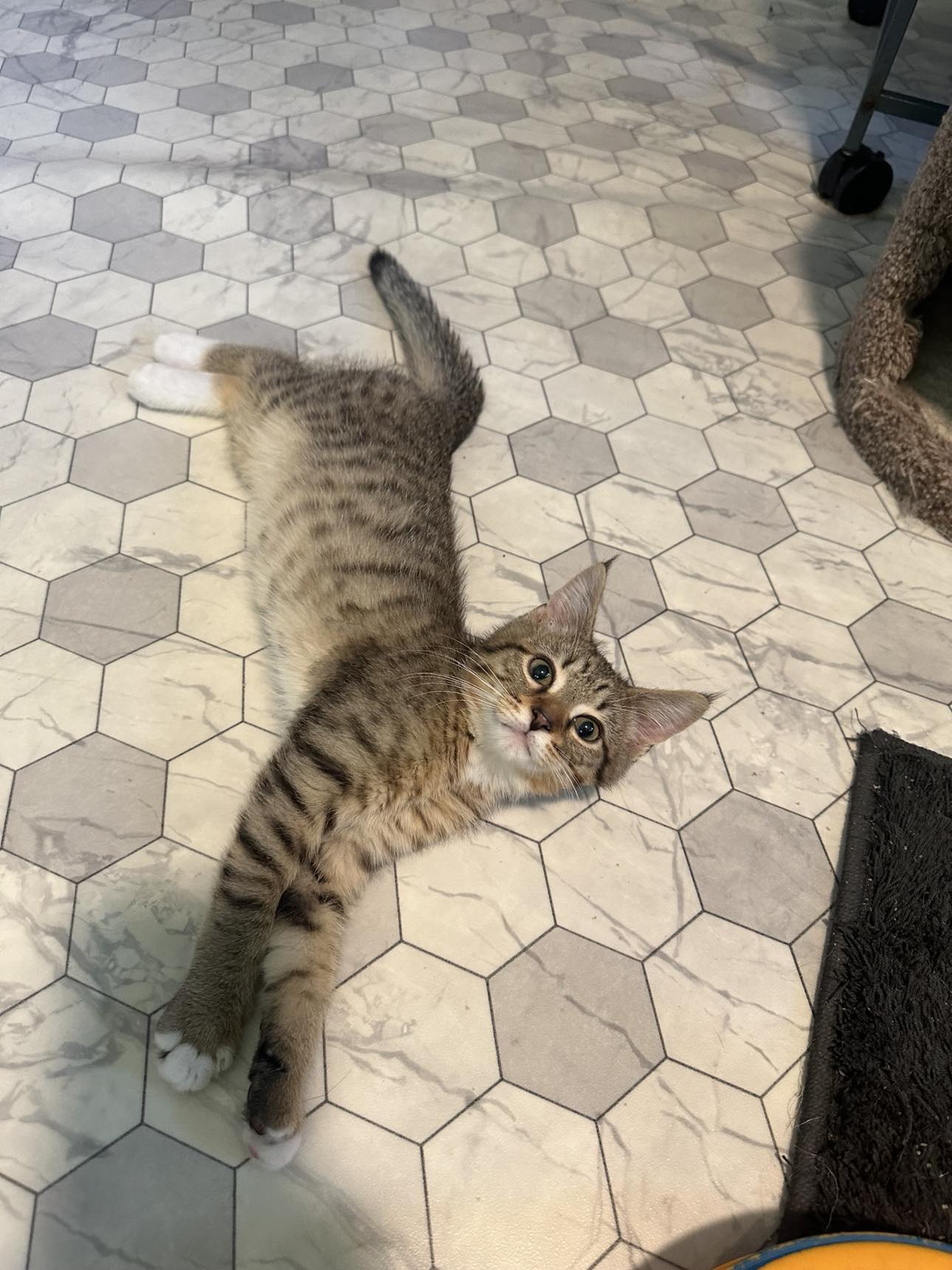 adoptable Cat in Cincinnati, OH named Brody